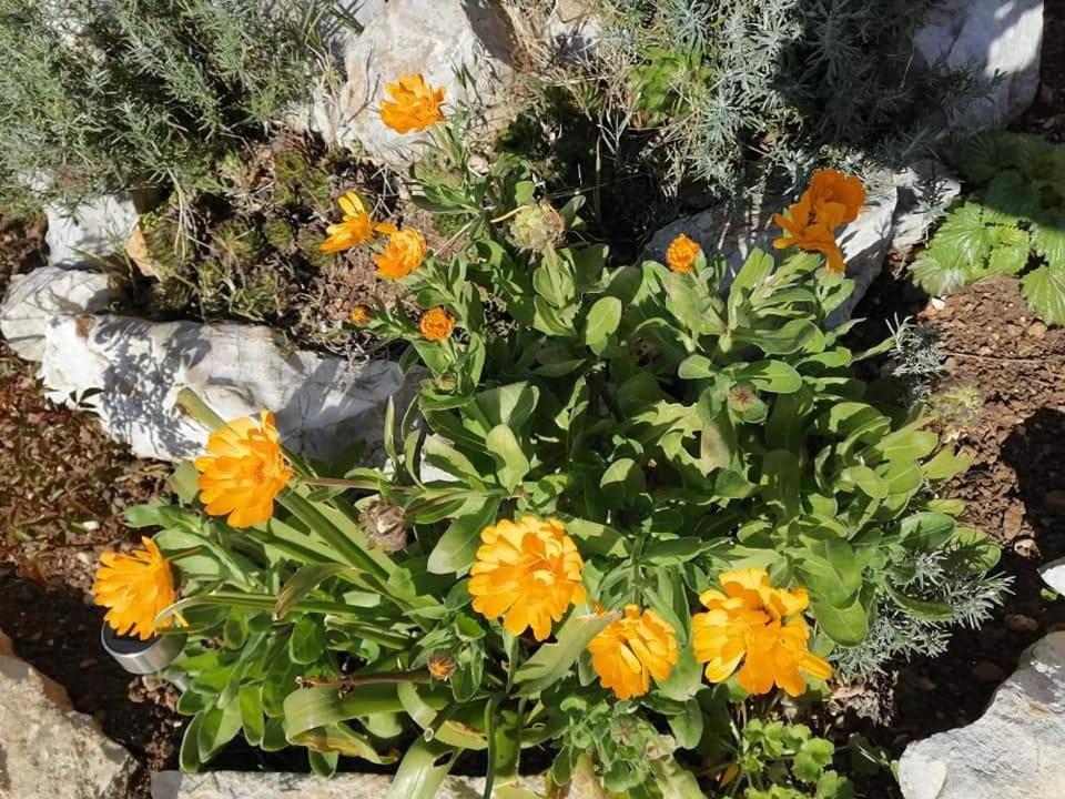 Dairos Apartment Mali Losinj Bagian luar foto